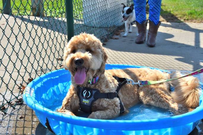 2017 dog in pool